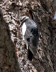 Williamsons Sapsucker 1869